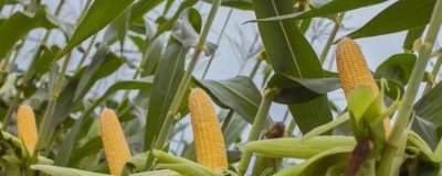 先赢311玉米种子简介,注意防治矮花叶病