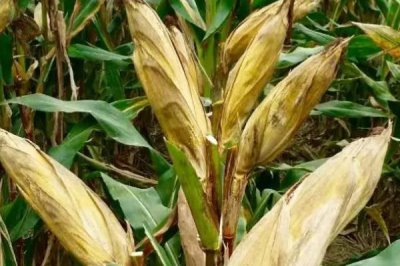 黔糯211玉米种子简介，中抗丝黑穗病