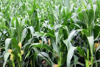 廊平甜糯1号玉米种子介绍,中抗矮花叶病