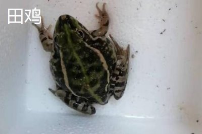 青蛙和田鸡的区别,都可以养殖