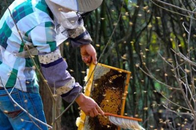 蜜蜂一年能取几次蜜,中蜂一般一年取1-2次