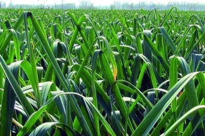 大蒜扎辫原因和预防方法，遇到低温容易因二次生长而扎辫