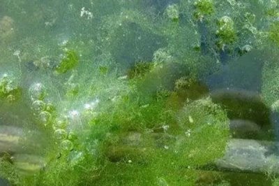 草虾的养殖技术,可在晴天上午投放草虾苗