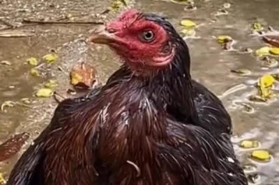 为什么鸡不知道躲雨,是因为鸡要借助淋雨代替排汗