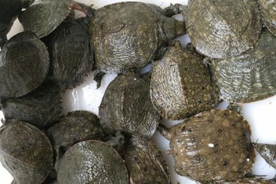 哪里可以买甲鱼苗,花鸟市场或网上购物平台任君选择