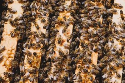 蜂群失王会怎样，失王情绪会马上出现