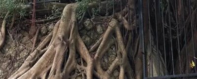 如何弄死树根，根据不同的树种来做选择