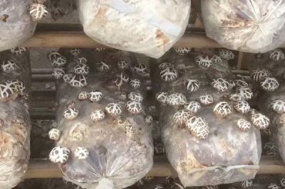 哪些因素会影响香菇的品质,水分、光照、温度等因素均会造成影响