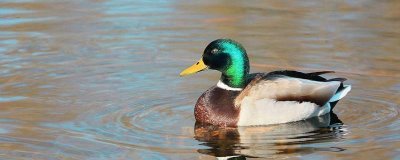 绿头鸭会游泳吗,属于游禽所以会游泳