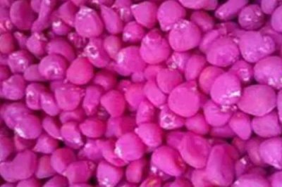 玉米拌种的作用,可有效防烂种、病虫害及倒伏