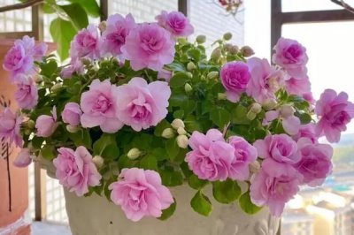 水梅花怎么养，从光照温度水分施肥等方面着手