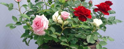 如何养殖盆栽月季花，单枝套袋后可放在自然环境中养护