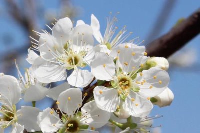 李子花的花语，寓意清纯质朴、小巧可爱等
