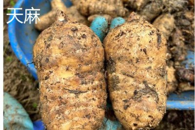 亩收益上万有哪些种植品种,推荐种植香椿、天麻等