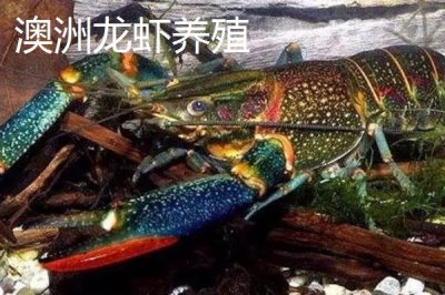 澳洲龙虾养殖技术要点,饵料可以采用人工配比的方法