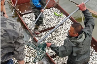 养殖黄鳝的误区，容易出现种苗选购不当、饲料选取不当等问题