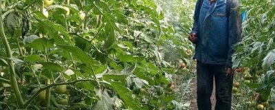 井岗霉素的防治对象,可防治立枯病,枯萎病、纹枯病等