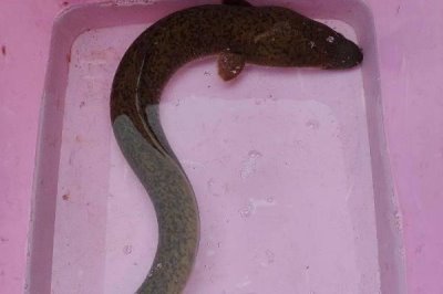 花鳗鱼的价格,一斤需要6-8元左右