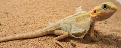 鬃狮蜥的寿命,寿命为7-10年