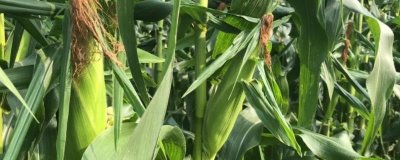 宣益10号玉米种子特征特性,选择在中上等肥力地块种植