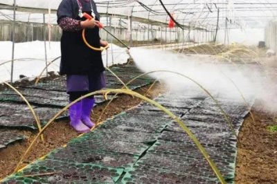 冬瓜种子如何挑选,一看包装二看外观