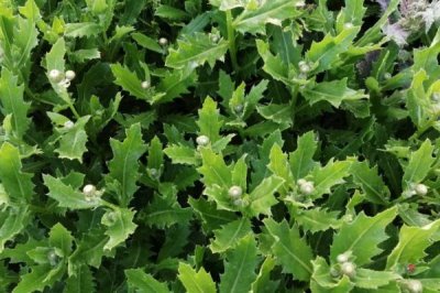 小蓟是什么植物，是多年生草本植物