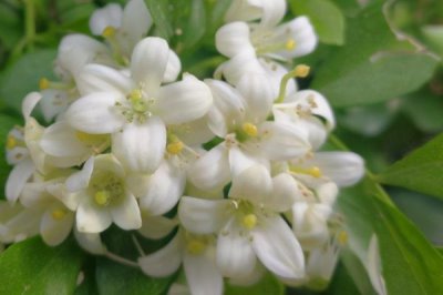 七里香和九里香的区别,生长习性、外形和繁殖方法均不同