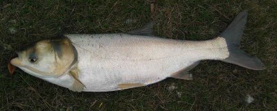 鲢鱼不开口的温度，低于5℃时会停止开口