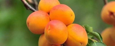 杏树苗的价格,实际售价和幼苗规格、生产地区等条件有关