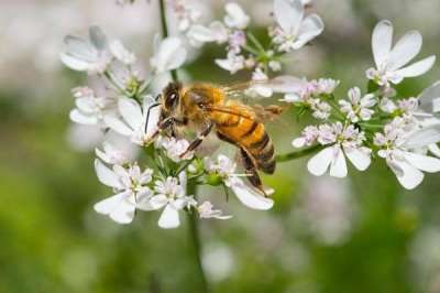 西方蜜蜂简介,是数量最庞大的蜜蜂之一