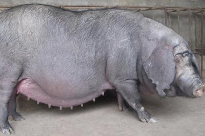 母猪妊娠诊断的常用方法,常采用外部观察法、直肠触诊法、超声波诊断法等