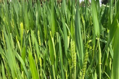 定丰20号小麦种子特点，生育期111天