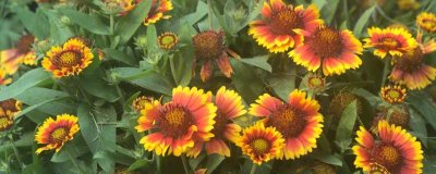 天人菊简介，中国中、南部广为栽培