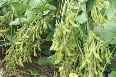 桂夏1702大豆种子特征特性,该品种生育期适中