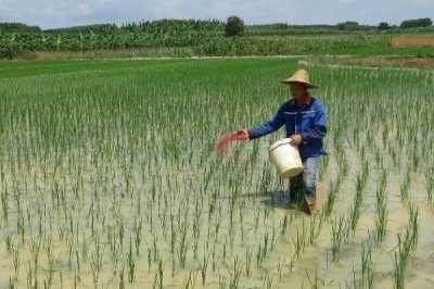水稻对肥料的需求特点,需控施氮肥、重视施用磷钾肥