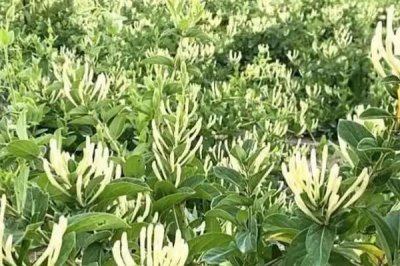 金银花的种植方法,可以采用播种的方法