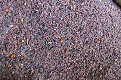 木瓜种子常见品种及育苗方法，番木瓜主要种植在我国热带省份