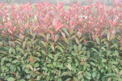 红叶石楠的栽培技术,生长环境确保好一定的湿润度