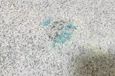 猫咪为什么会患上糖尿病,主要是肥胖、内分泌失调、遗传因素所致