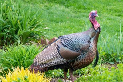 火鸡和普通的鸡的区别,品种、体型和外观均不同