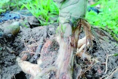 中药材使用什么除草剂,通常以苗后除草剂为主