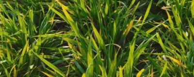 小麦黄叶病的原因,根腐病或遭受冻害后均会导致