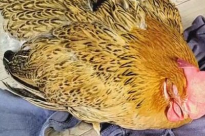 鸡坏死性肠炎，常突然发病