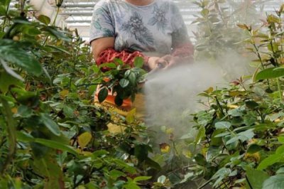 玫瑰花招虫子如何解决，喷施氧化乐果等药物可有效灭杀