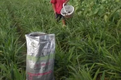 生姜高产种植方法,及时打顶有助于养分向根茎转移