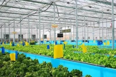 鱼菜共生养殖技术,以菜净水以鱼长菜