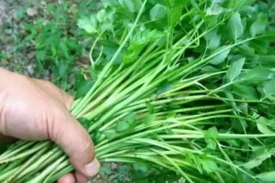 水芹的产地,原产亚洲东部