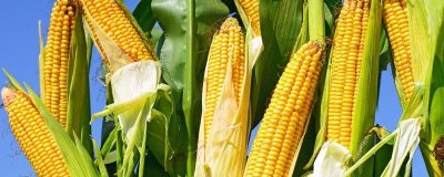 水果玉米的产地,可以直接生吃