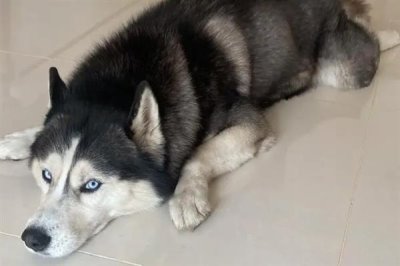 哈士奇当土狗养会不会死,一般不会死