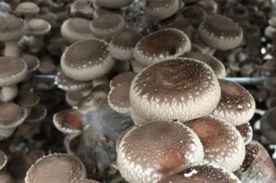 香菇种植多久上市,需要种植5-6个月左右